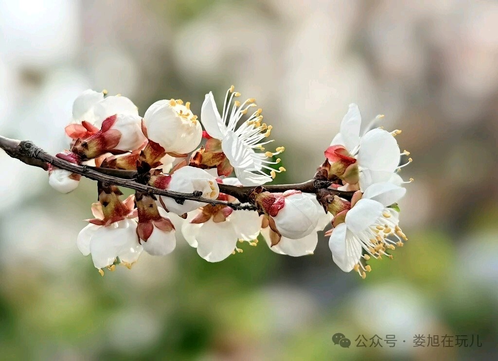 【诗词鉴赏】杏花吟（外一首） 作者/关怀宪（图5）