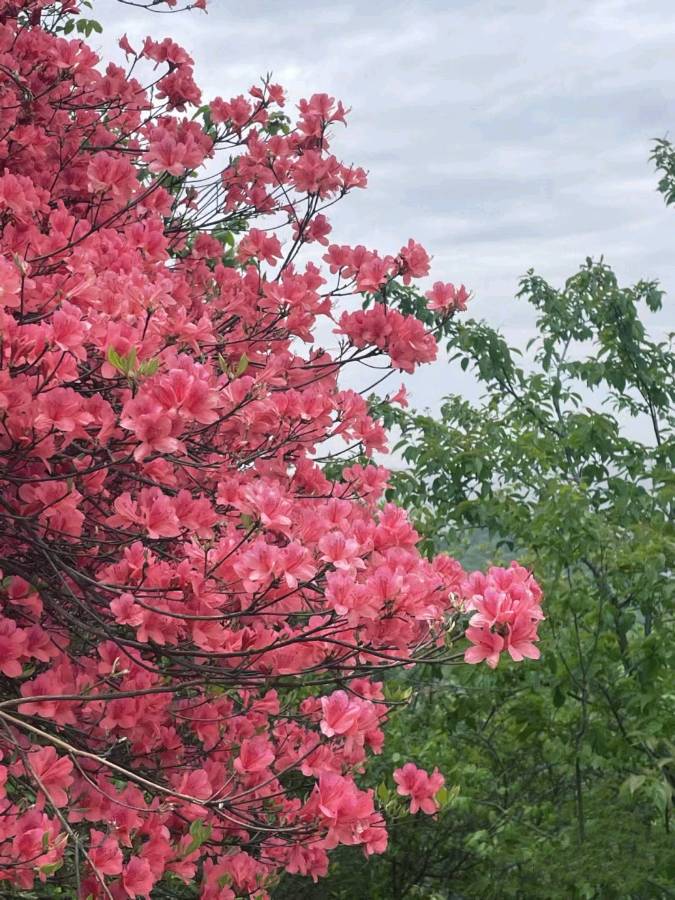 贾敏坡的《映山红》