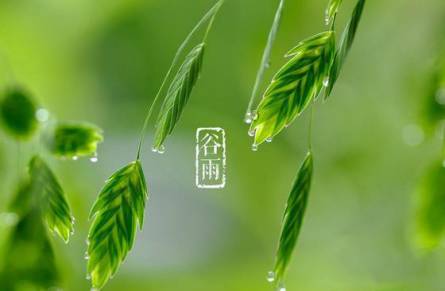 谷雨时节 作者/田歌（图4）