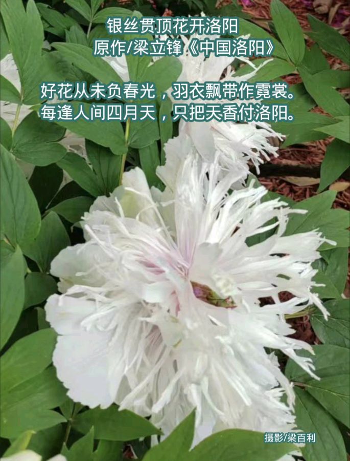 银丝贯顶花开洛阳 原作/梁立锋（图7）