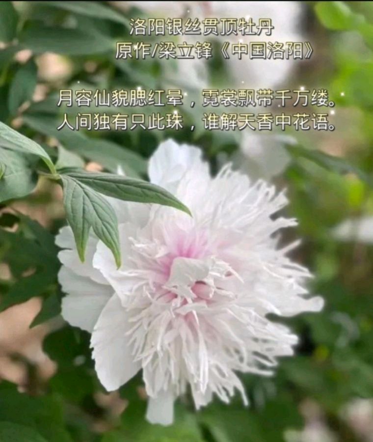 银丝贯顶花开洛阳 原作/梁立锋（图8）