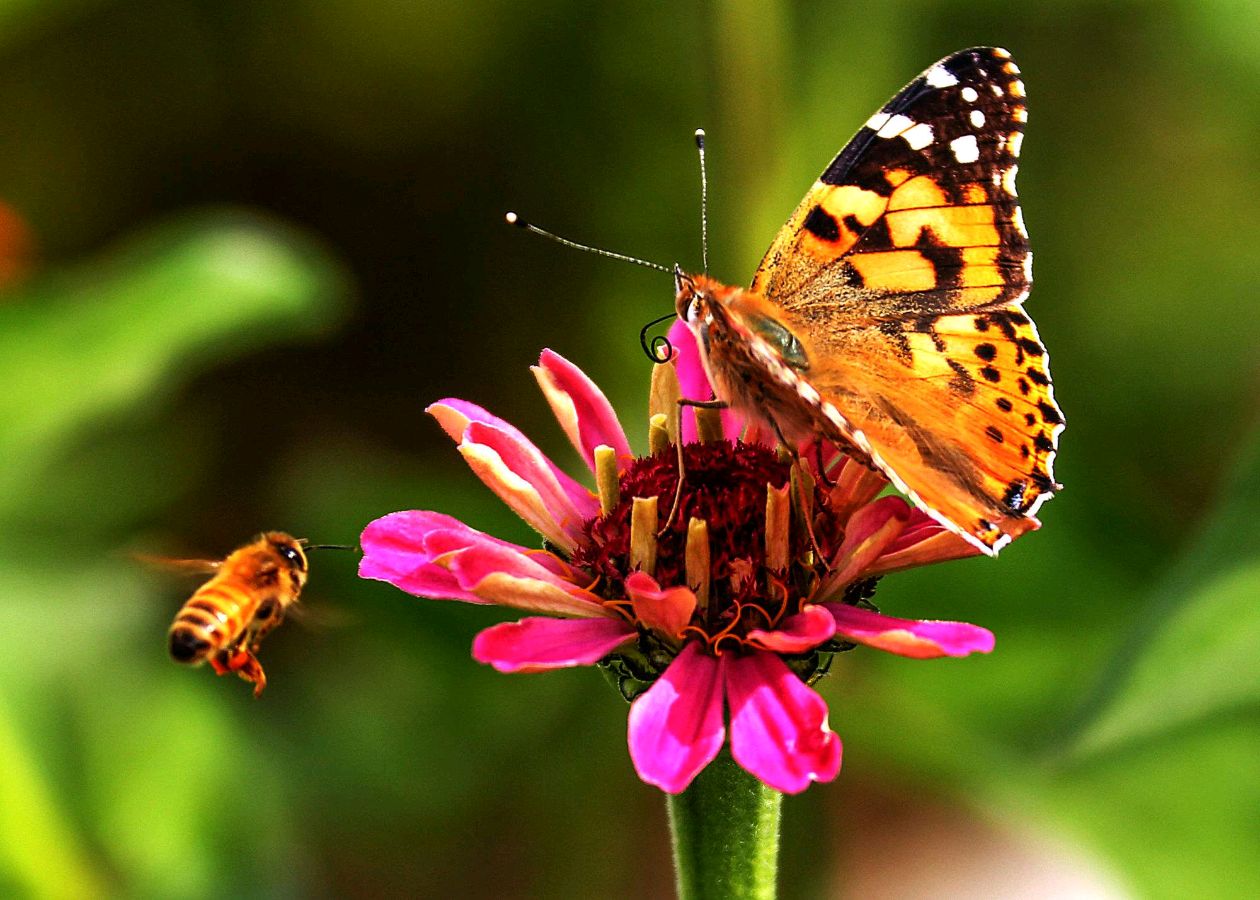 【明心文学】霞光/双语组诗•春咏 双语诵读/薇薇（图3）