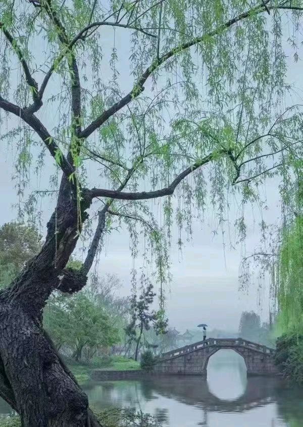 【荣耀中国】春 柳作者/吕述尧（江苏）（图4）