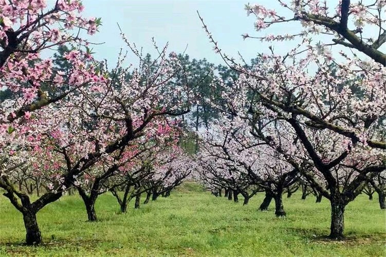 【荣耀中国】醉乡春•咏牡丹(秦观体)文/左书谔(青岛)(图4)
