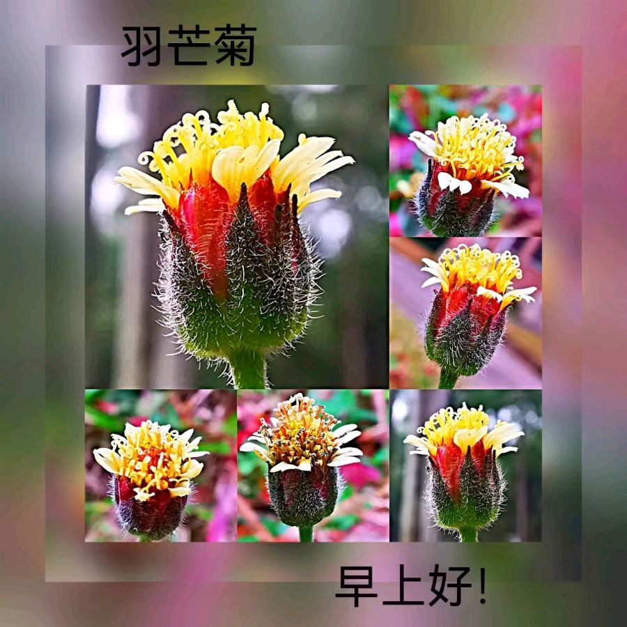 联机全球发布马洪武作品欣赏（图104）