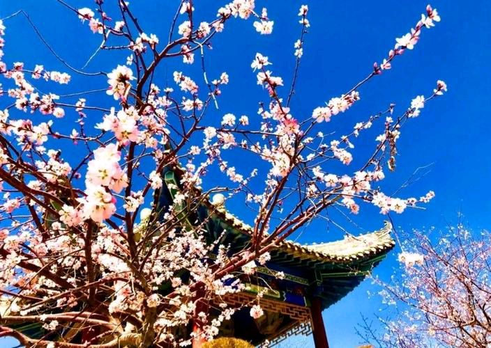 【新山东文学社】《七律.生如夏花（新韵.外八首）》作者/郭小林 主播/红叶（图5）