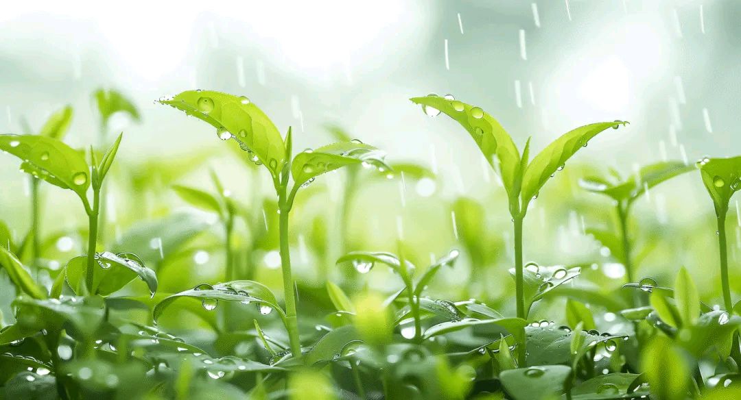陈正的《七绝 谷雨》三首