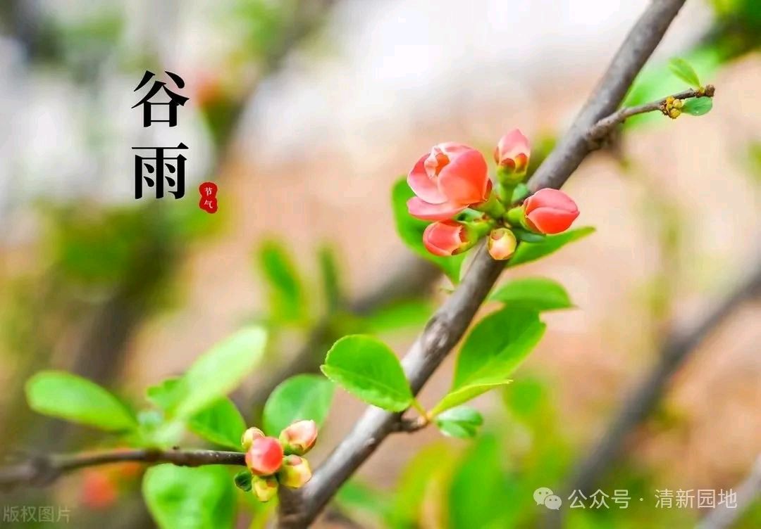张满海《谷雨》（图4）
