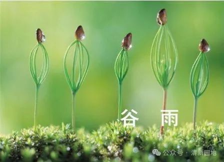 藏头诗:谷雨时节 文/王俊杰(天津)（图3）