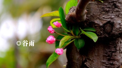 《许峰诗歌研究院》《甲辰谷雨节气》专刊（图10）