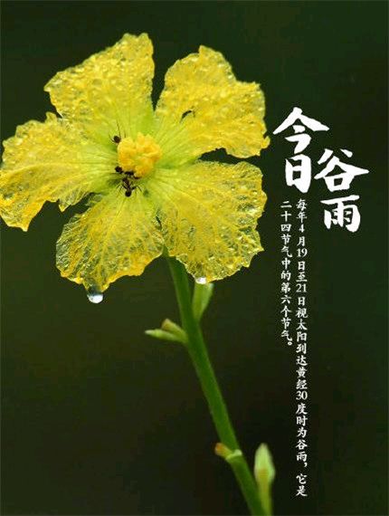《许峰诗歌研究院》《甲辰谷雨节气》专刊（图13）