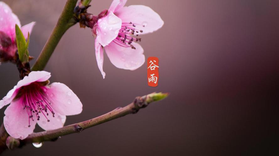 《九江文学社：北京头条》《甲辰谷雨节气》专刊（图13）