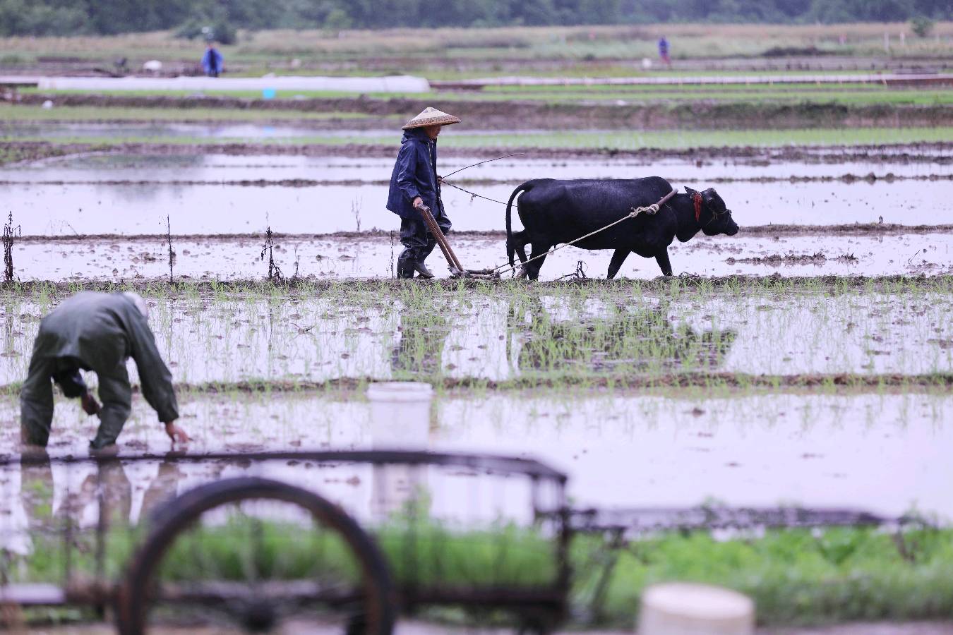 欣赏姚克林老师律诗.谷雨（图4）