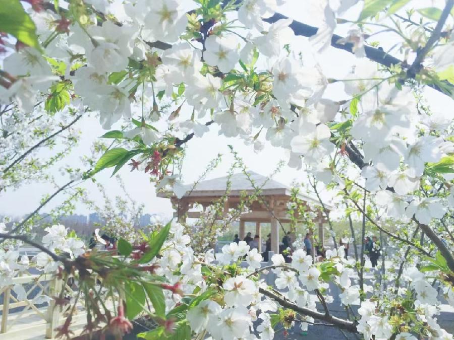 【都市头条向幸福出发编辑部】第11171期 不老松 101