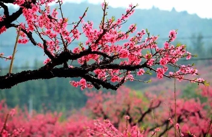 《笃行不怠艳阳天》诗五首/作者/马进霄（图6）