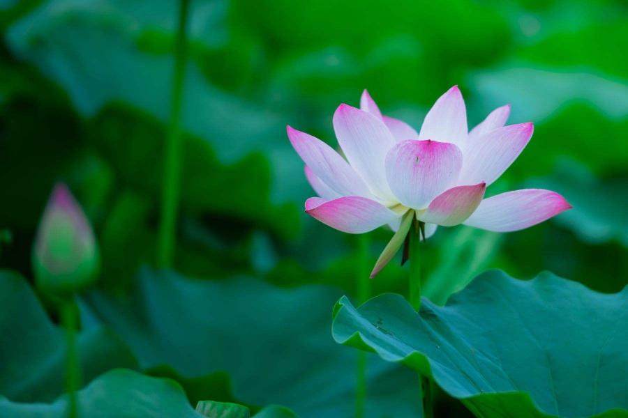 七律-咏中国十大名花～诗||雅轩琴韵（图26）