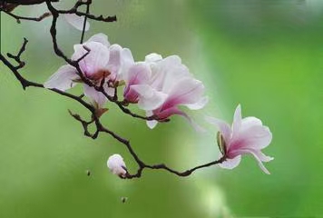 七绝·感时吟怀（文/冯清明）……莲叶之珠文学社（图3）