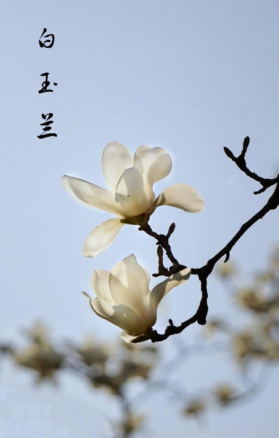 咏白玉兰～诗||吴永良（图9）