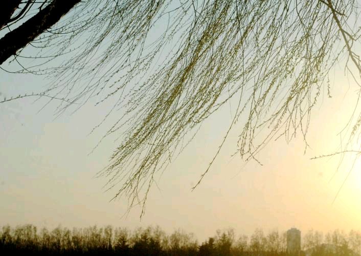 《晚风里的修辞》作者:王明雪（雪歌）主播:青青草【桃源国际诗歌文化传媒】用声音传递温暖以诵读致敬人生♬（图5）
