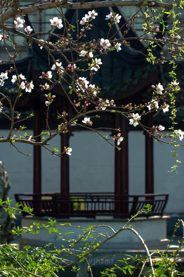一朵花开（外四首）文：郭芬【奥地利总社】世界诗人名人展10926期（图5）