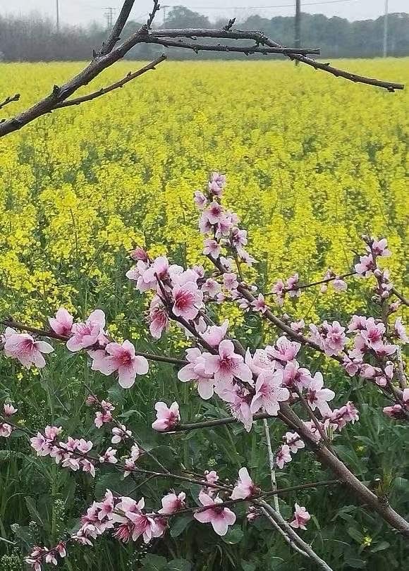 一朵花开（外四首）文：郭芬【奥地利总社】世界诗人名人展10926期（图6）
