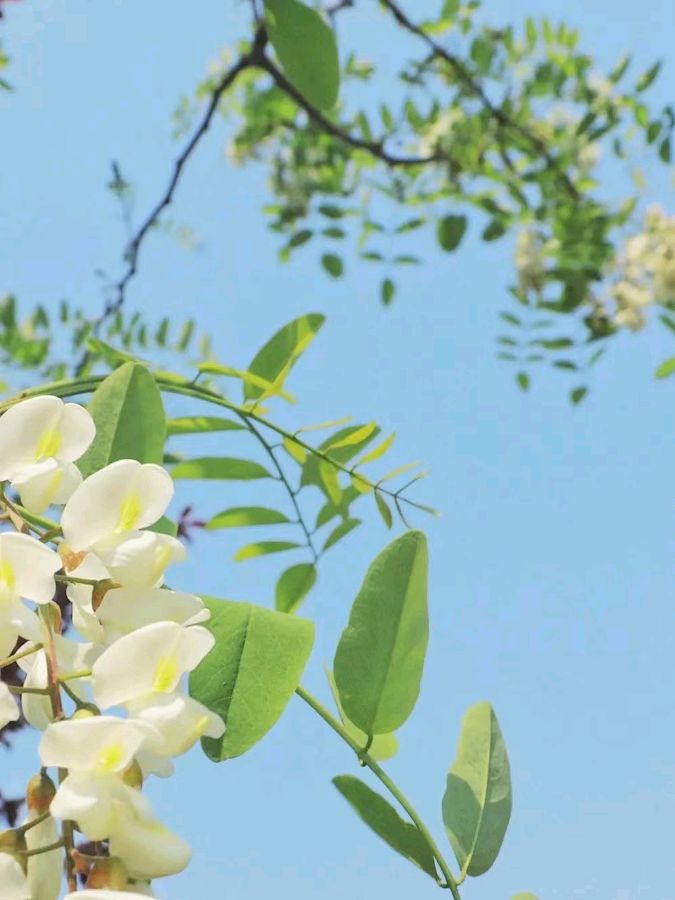 【国学雅韵社】七律•春花刘成林（内蒙古）（图2）