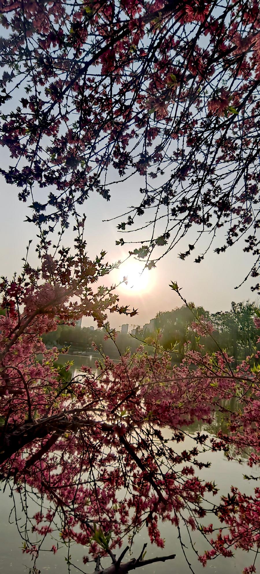 天仙子-菊花桃～词||紫色梦幻（图9）