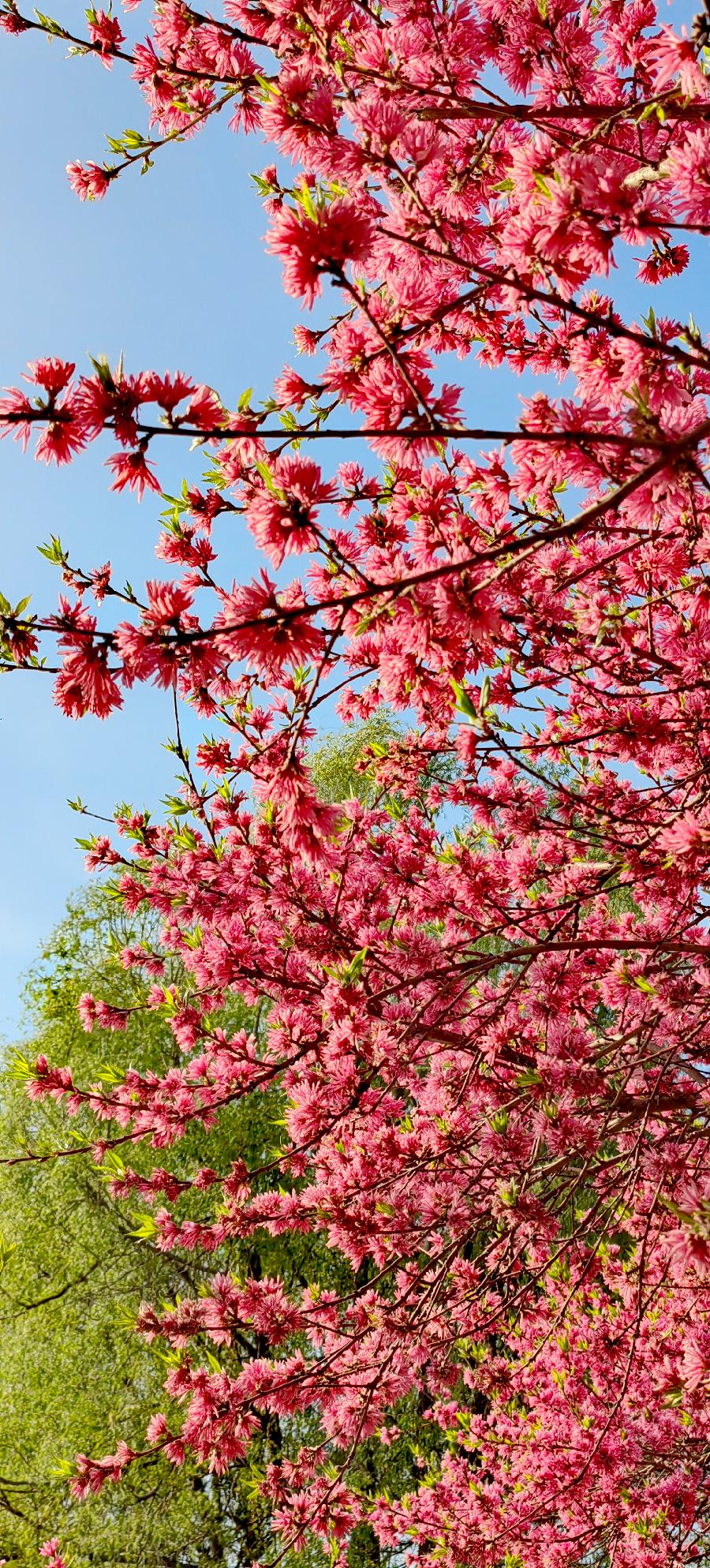 天仙子-菊花桃～词||紫色梦幻（图15）