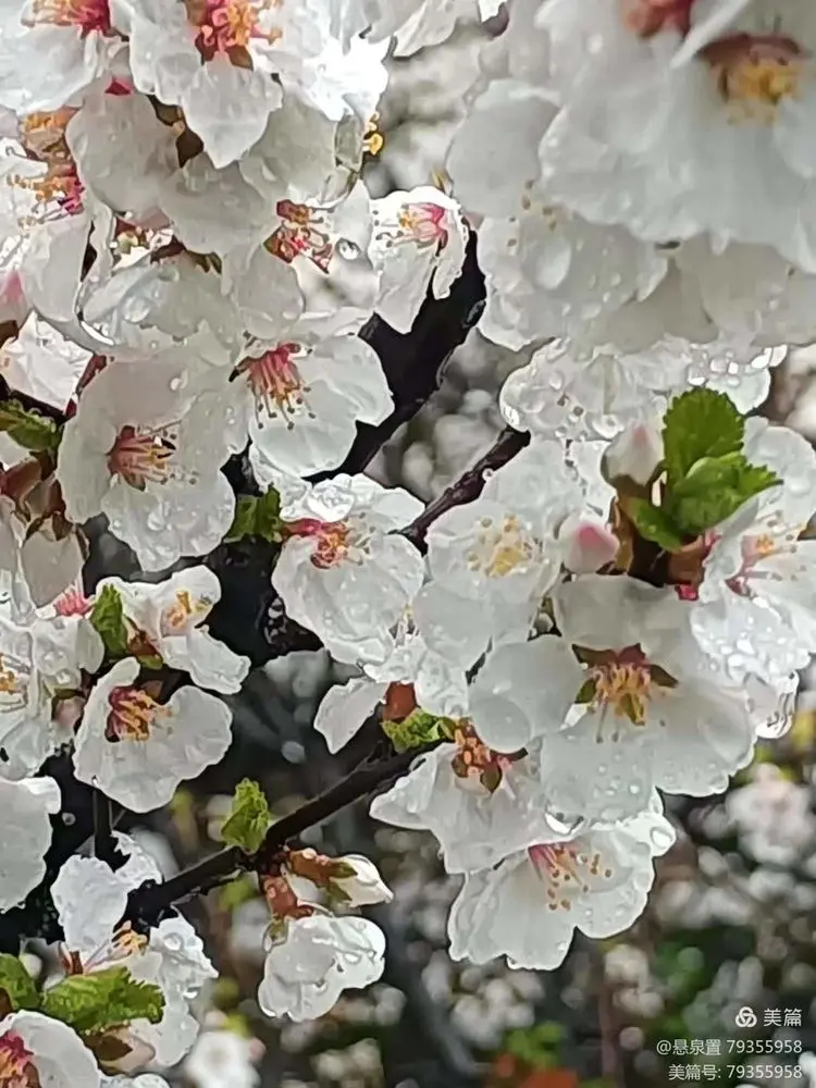 ［一个人的树洞］《如歌的行板》称谓的困惑和喜悦（文/悬泉置）……莲叶之珠文学社（图8）