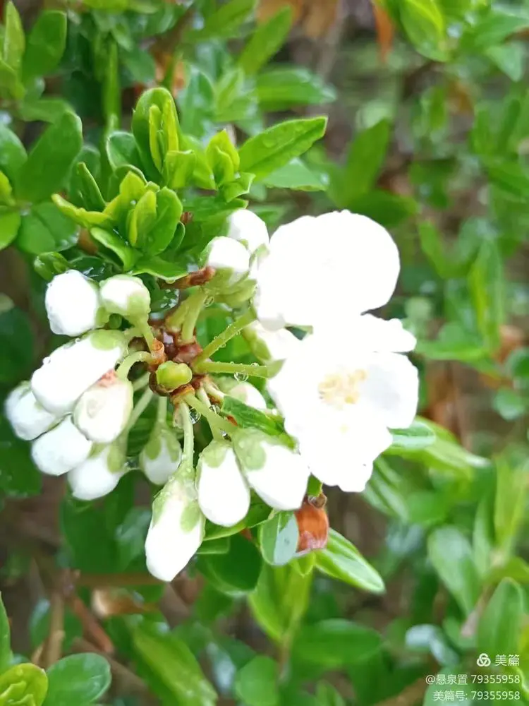 ［一个人的树洞］《如歌的行板》称谓的困惑和喜悦（文/悬泉置）……莲叶之珠文学社（图10）