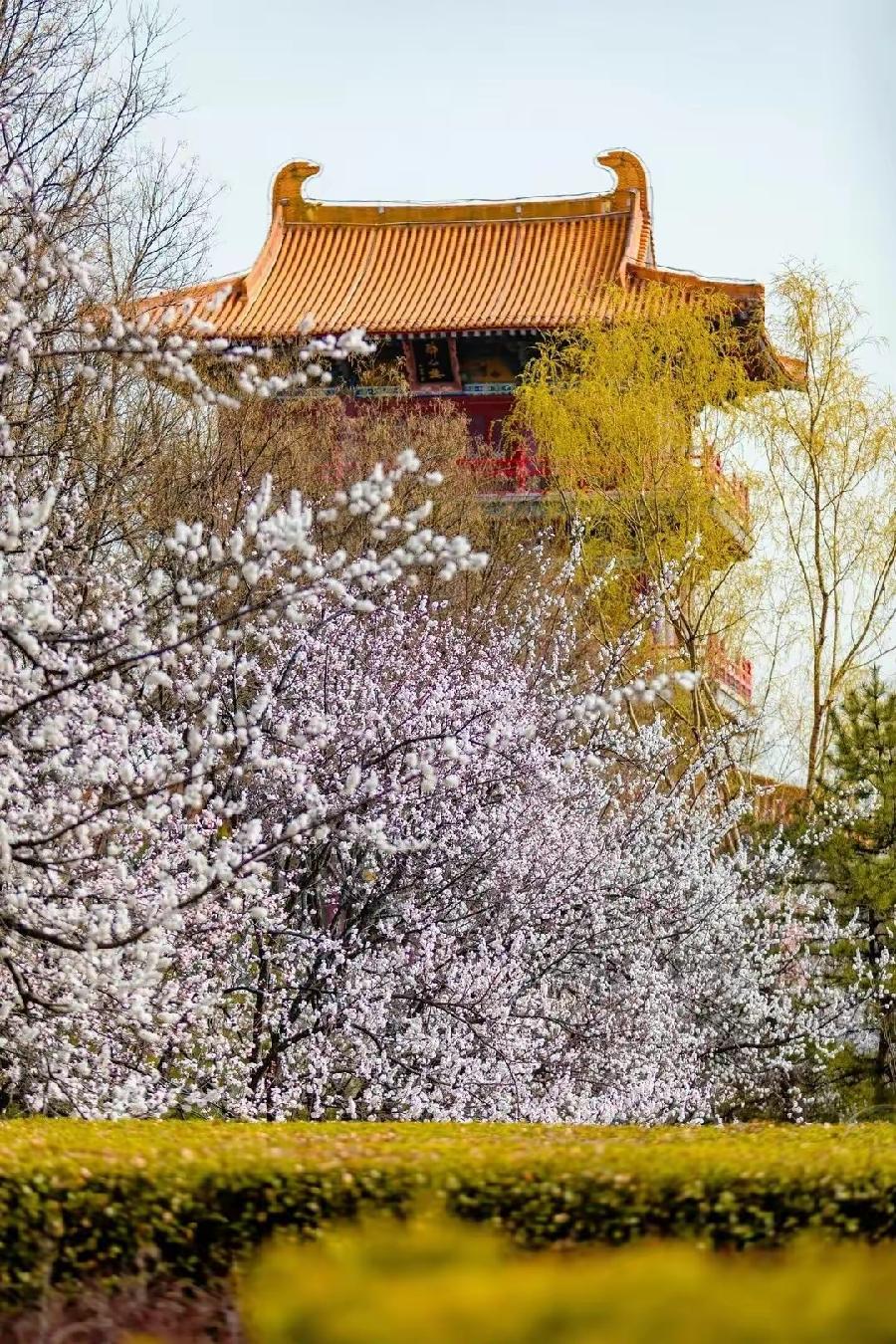 浣溪沙·春回故里（文/张华兴）……莲叶之珠文学社（图4）