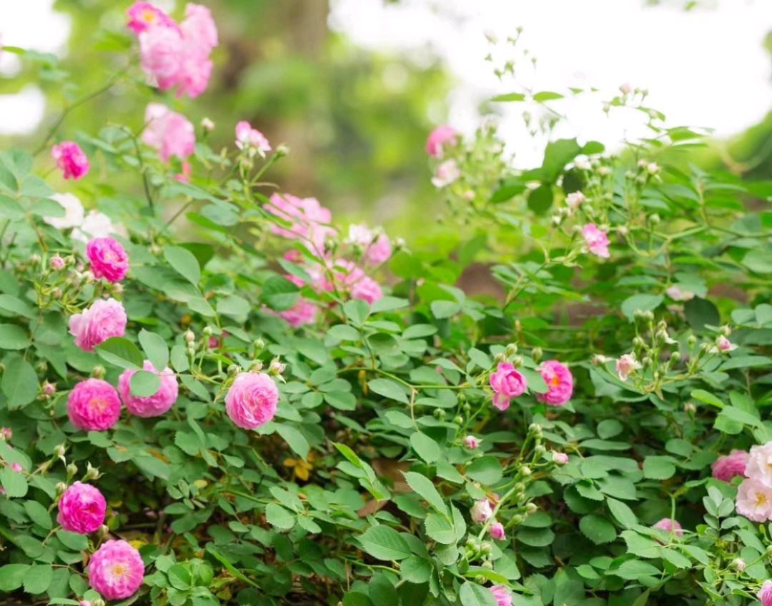 写给 夏天（图2）