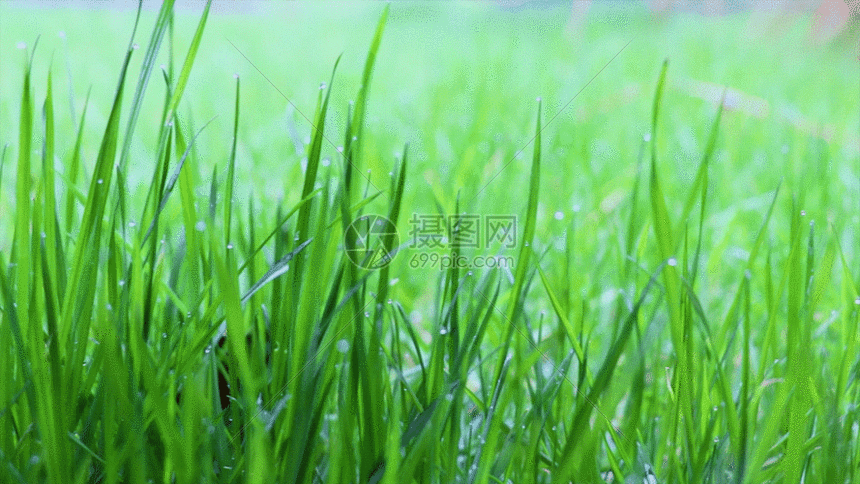 【枫雅汇看图约诗】第332期《感恩春天》(图6)
