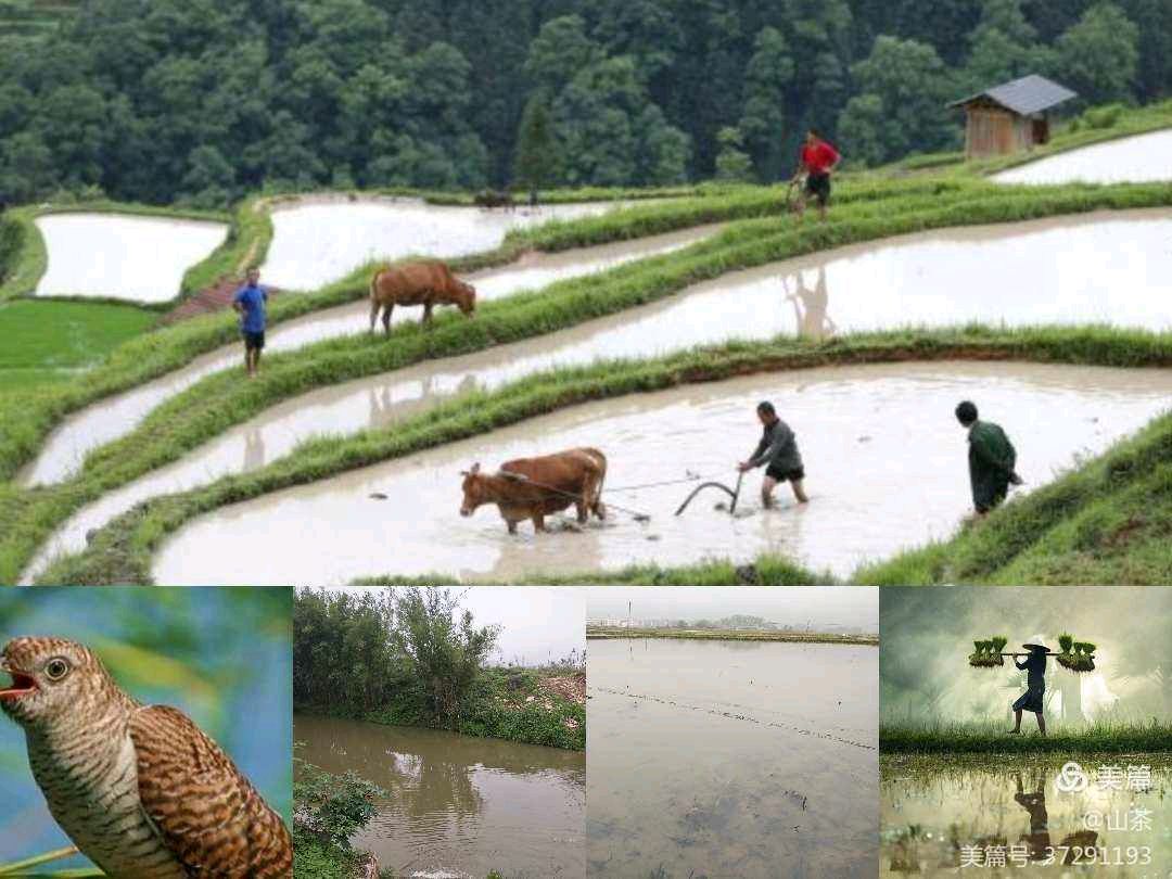 七律.踏春 作者/卓顺贵（图6）