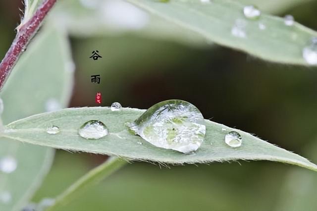 【新诗大观】谷雨||文/张成良(江西)