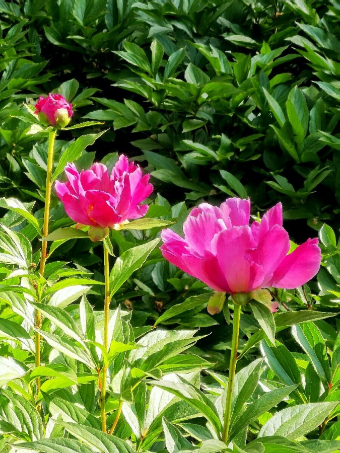 【自由体】《赏芍花》作者/杨子钦（图2）