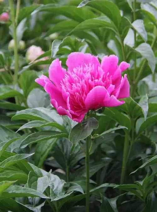 【自由体】《赏芍花》作者/杨子钦（图3）