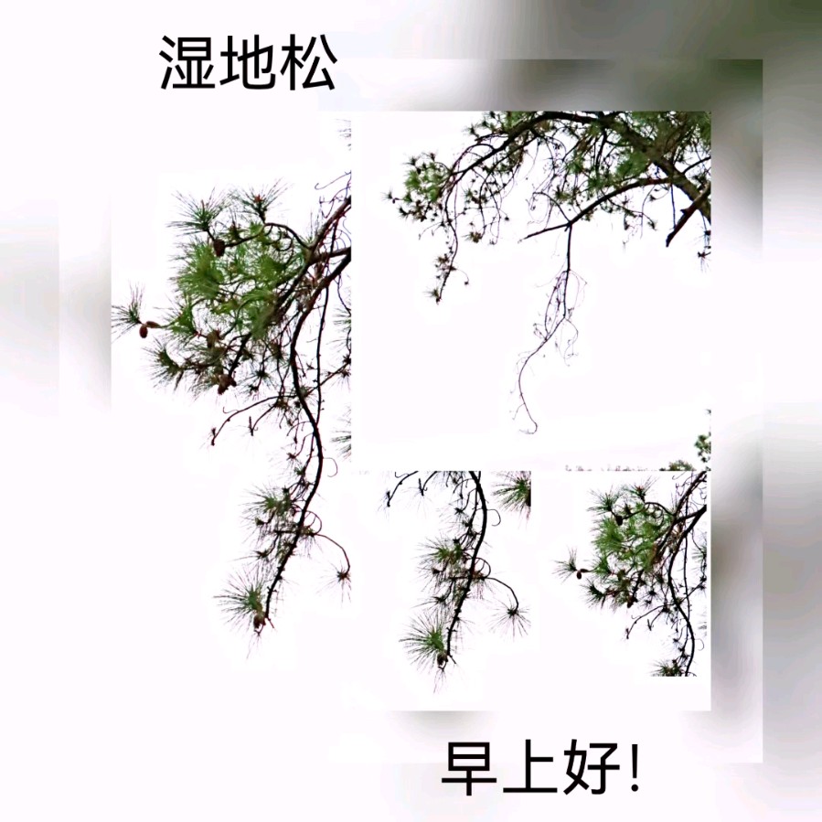 联机全球发布马洪武作品欣赏（图100）