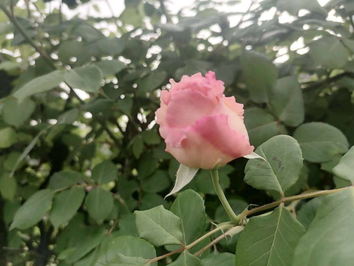 人间四月天（图2）