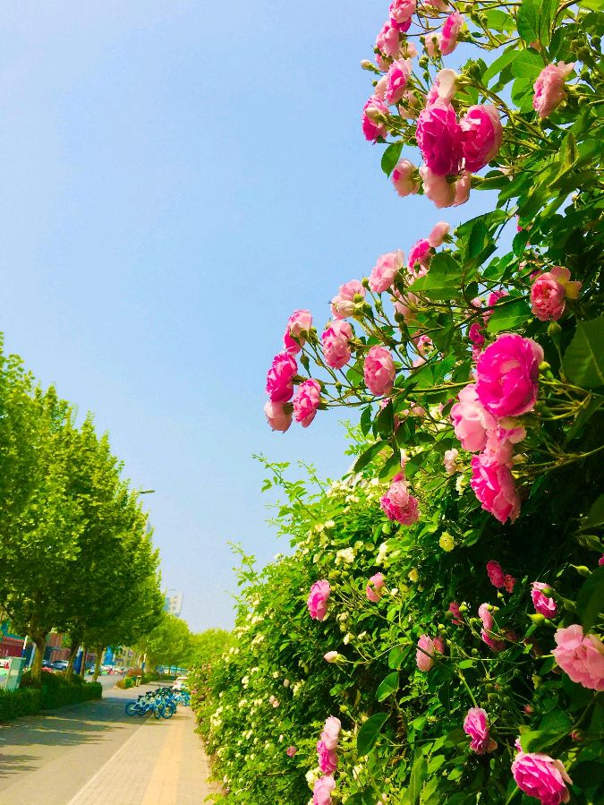 七律.踏春 作者/卓顺贵（图3）