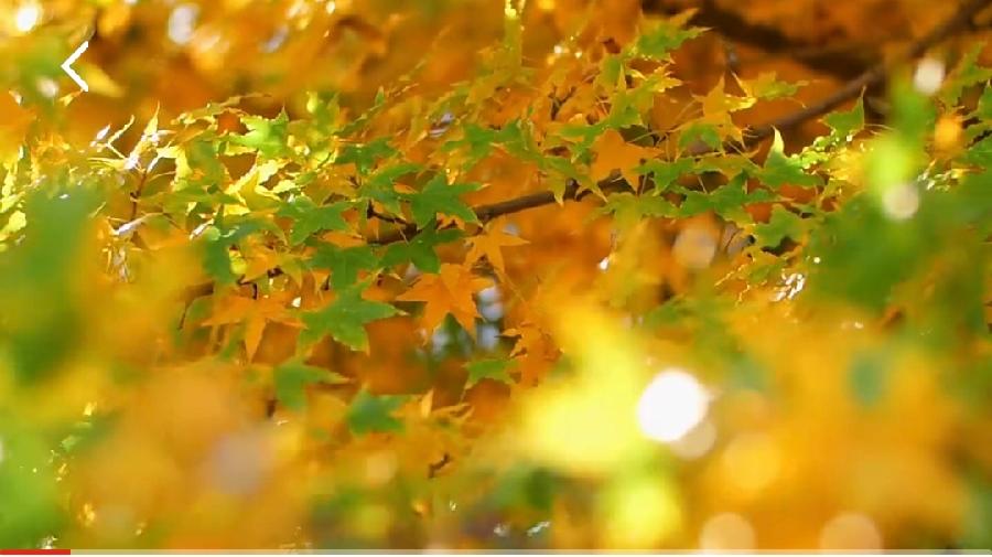 【都市头条向幸福出发编辑部】第11189期 不老松 102