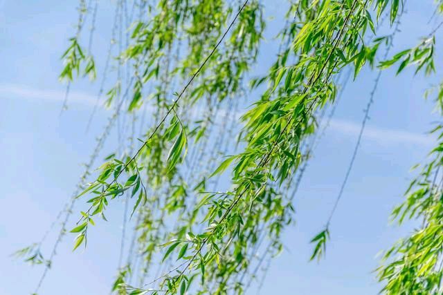 《同题·看××× 的理由》作者:倚楼听月诗社诗友【倚楼听月诗社】（图21）