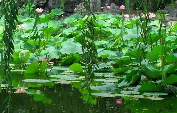《思春》作者:龙游天下。朗读者:平安幸福(金英子)。[中国现代诗歌文化传媒]（图14）