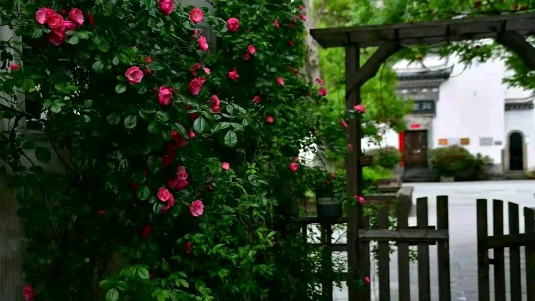 《思春》作者:龙游天下。朗读者:平安幸福(金英子)。[中国现代诗歌文化传媒]（图22）
