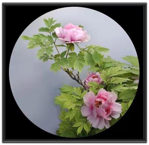 满庭芳-牡丹颂（外一首）词||吕志学（图18）