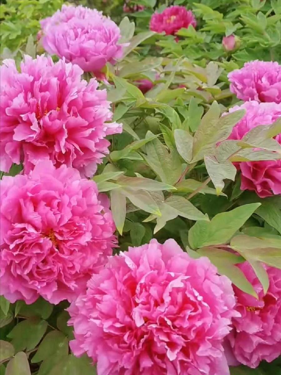 满庭芳-牡丹颂（外一首）词||吕志学（图19）