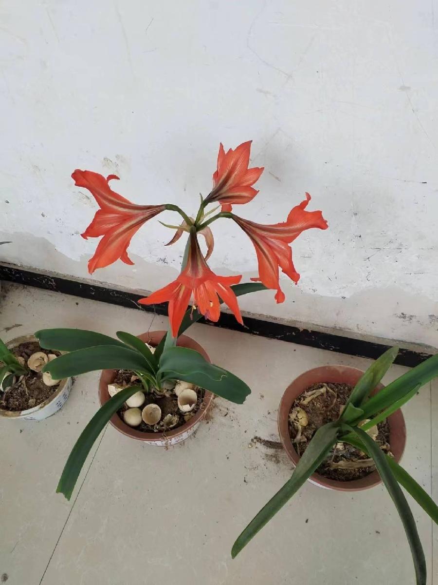 观花偶感～诗||乔保成（图8）