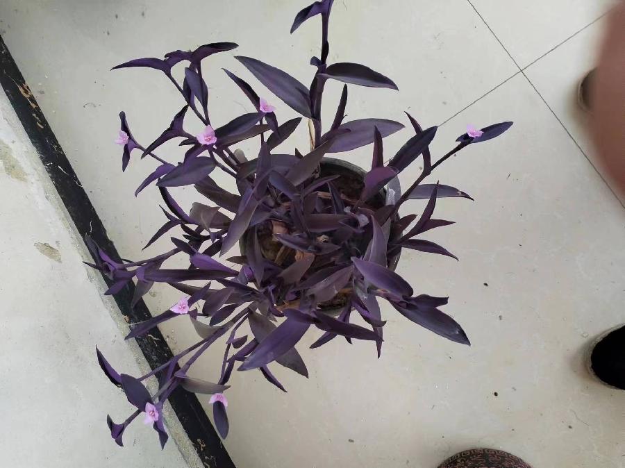 观花偶感～诗||乔保成（图10）