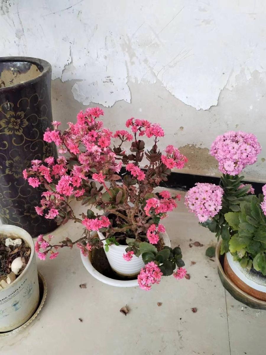 观花偶感～诗||乔保成（图12）