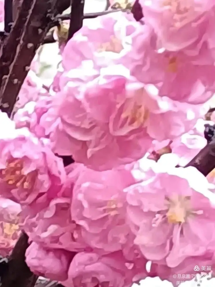 ［一个人的树洞］《如歌的行板》遥致知性优雅的［芳华］老师加持爱（文/悬泉置）……莲叶之珠文学社（图4）